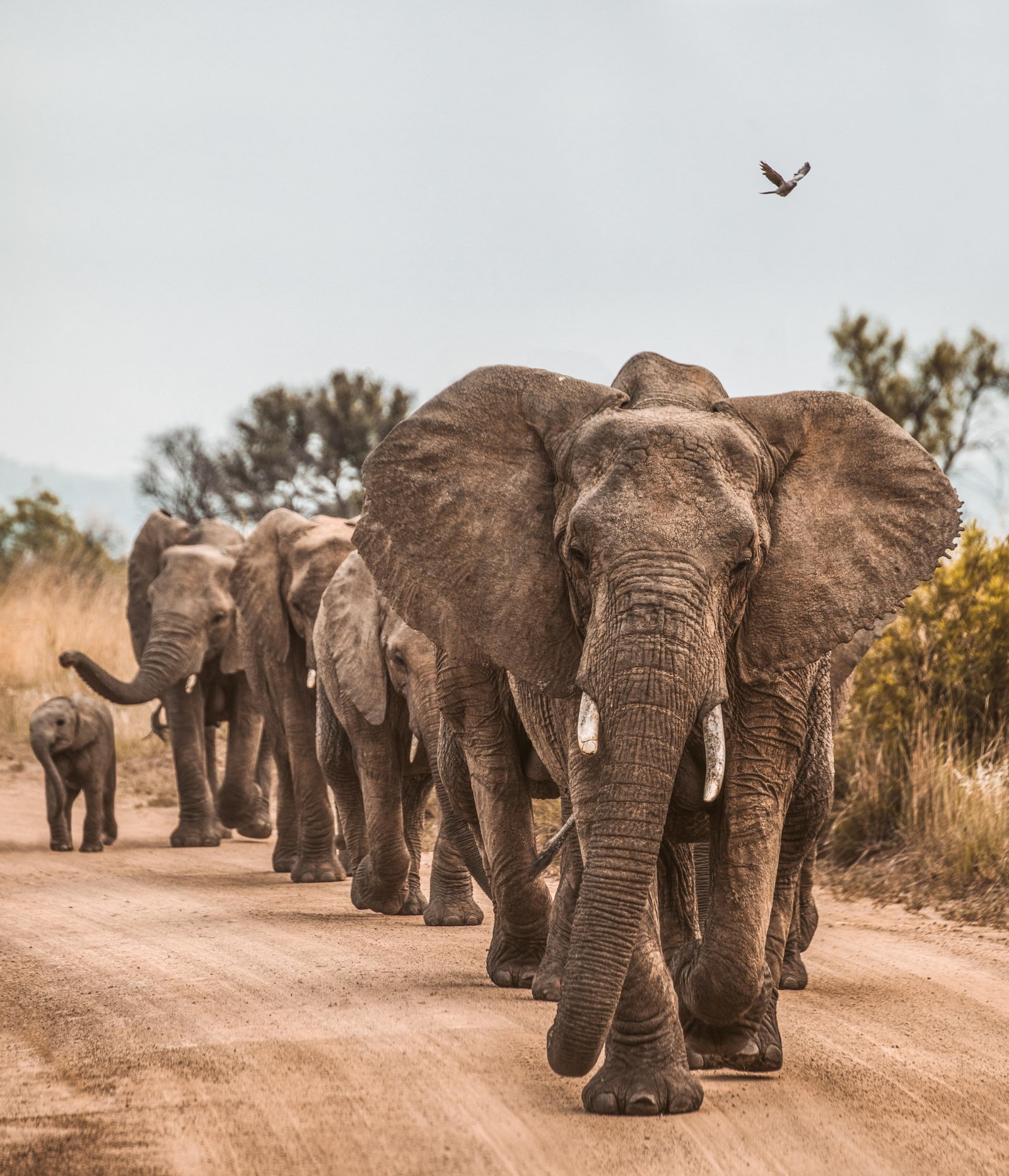 Wildlife Route