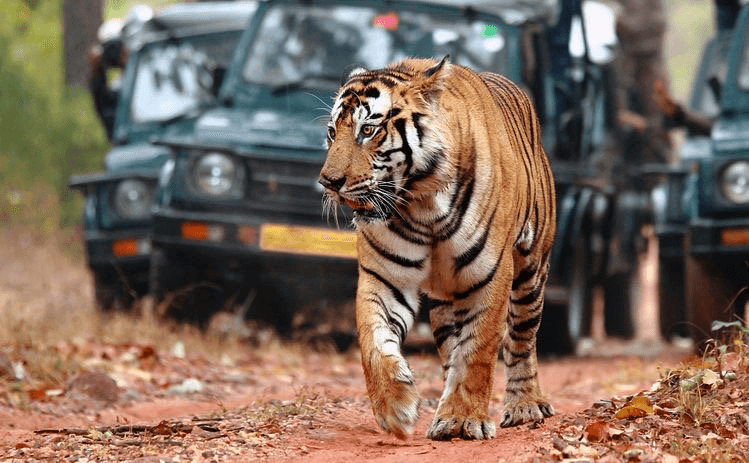 Northern Safari