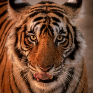Golden Triangle with Safari