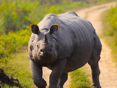 Day 10: Kaziranga National Park