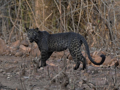 Day 10: Tadoba National Park