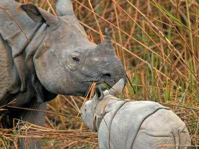 Day 11: Kaziranga National Park
