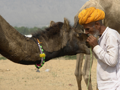 Day 11: Udaipur to Pushkar