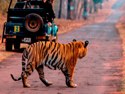 Day 17: Bandhavgarh National Park