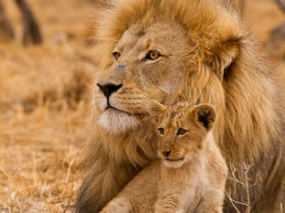 Day 18: Gir National Park