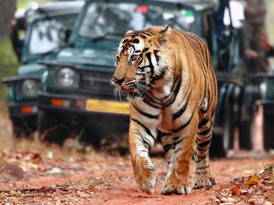 Day 4: Jim Corbett National Park