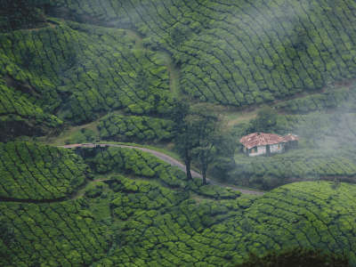 Day 5: Munnar
