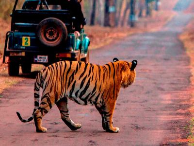 Day 5: Bandhavgarh National Park