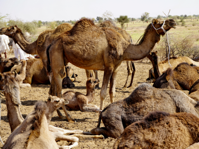 Day 6: Bikaner to Jaisalmer