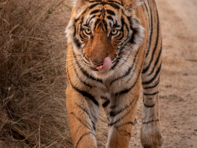Day 7: Kanha National Park