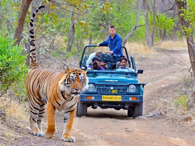 Day 7: Ranthambore National Park