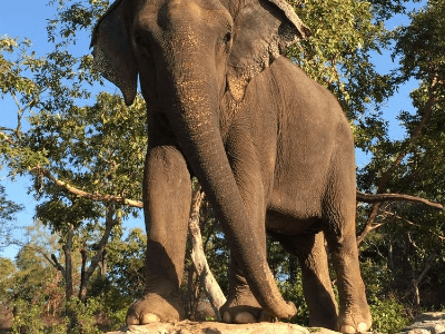 Day 9: Shillong to Kaziranga National Park
